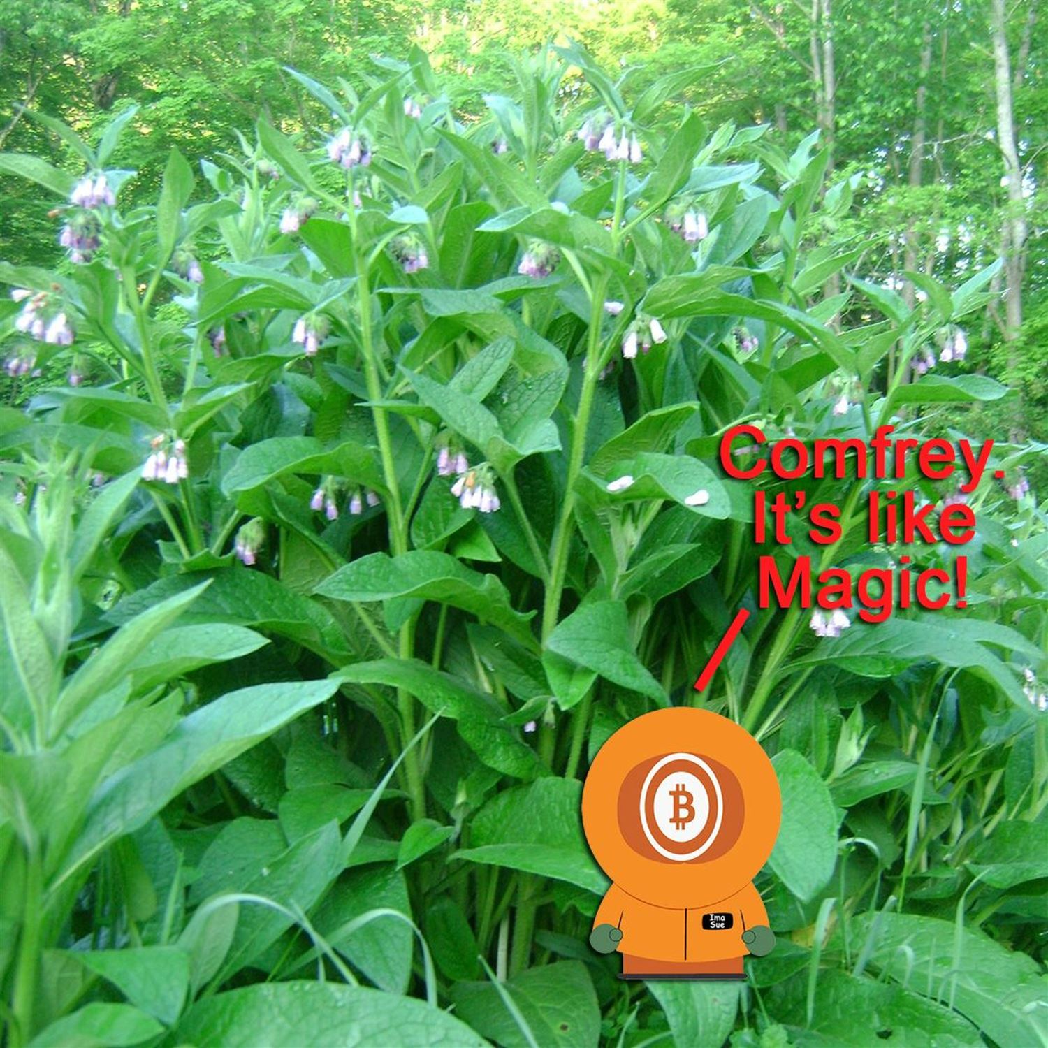 Bitcoin And . . . Comfrey