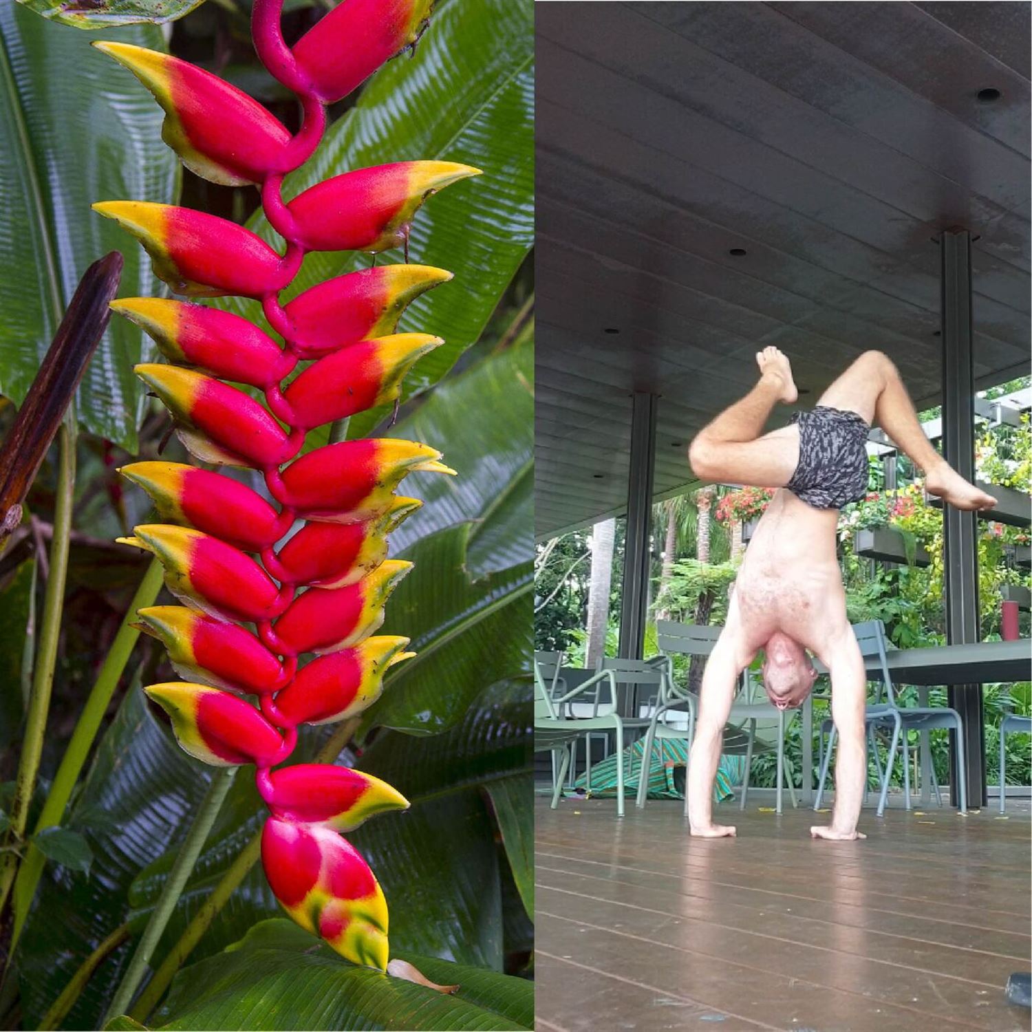 The Art: Botany, swimming & handstands