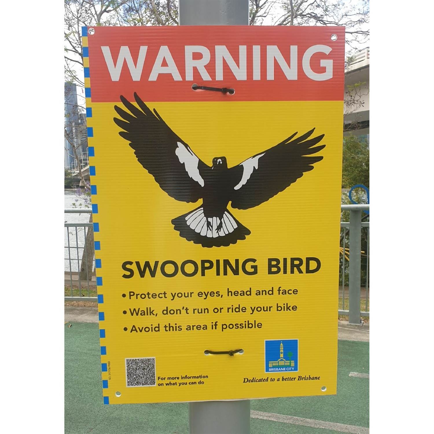 It's also swooping season