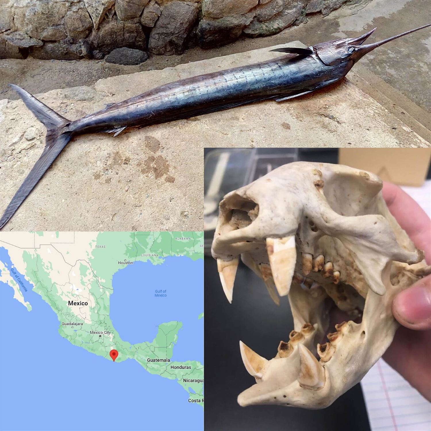 Marlins, sloth teeth and missing biology