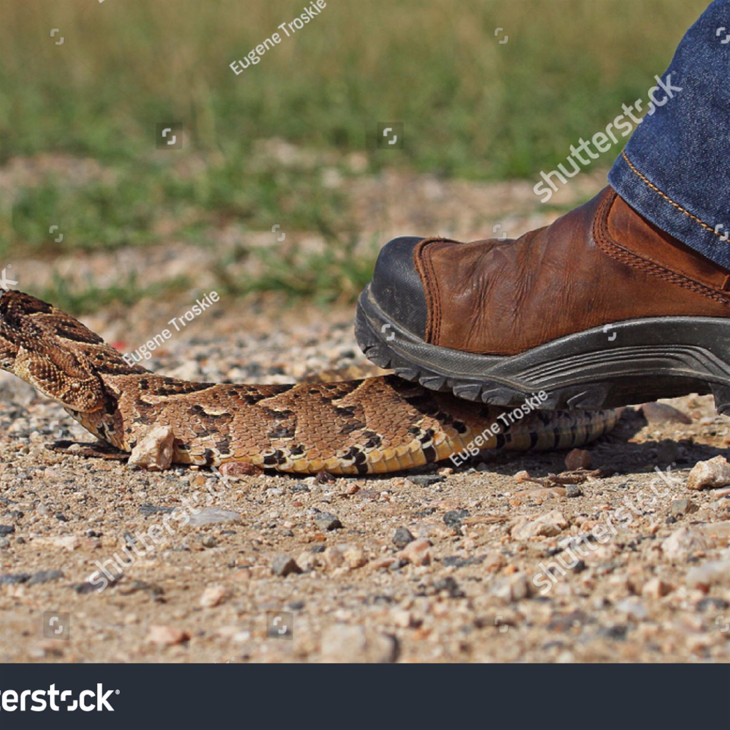 The morals of stepping on lizards