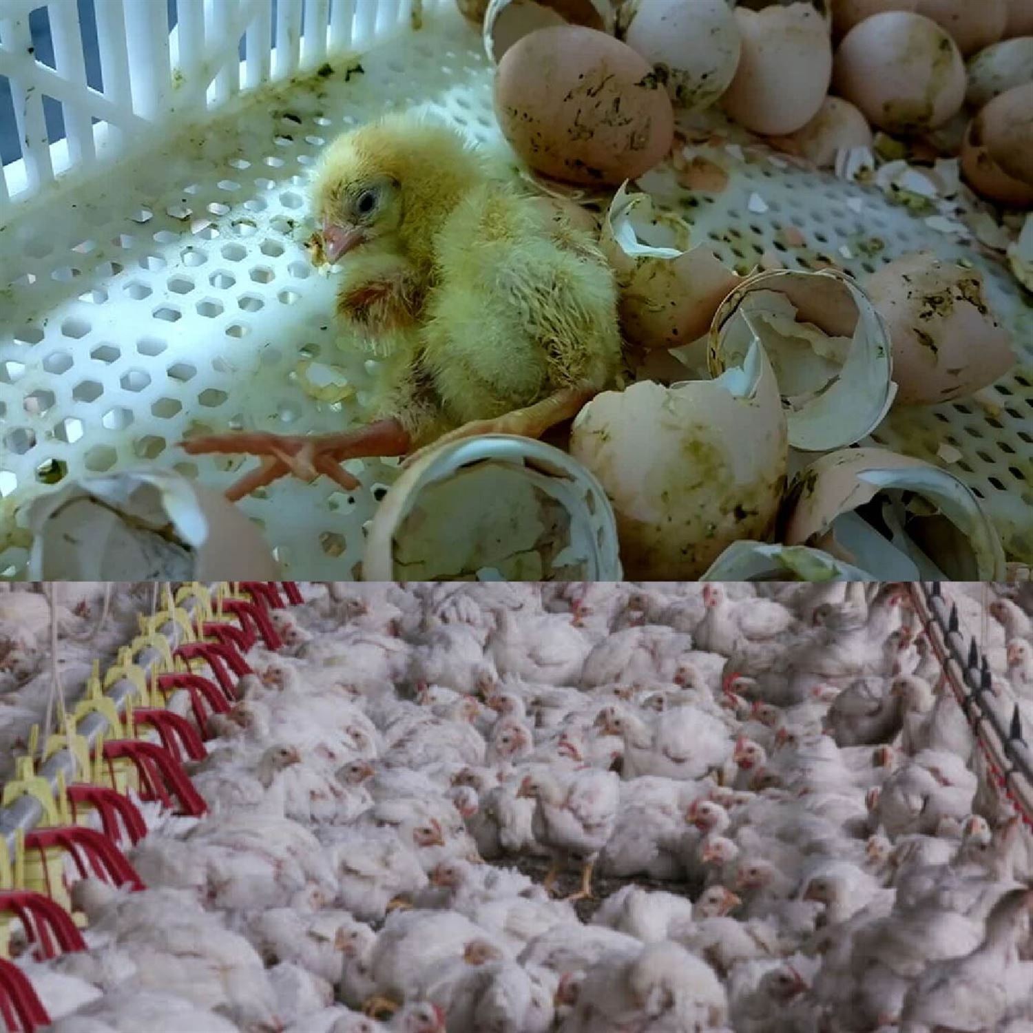 A chicken analogy