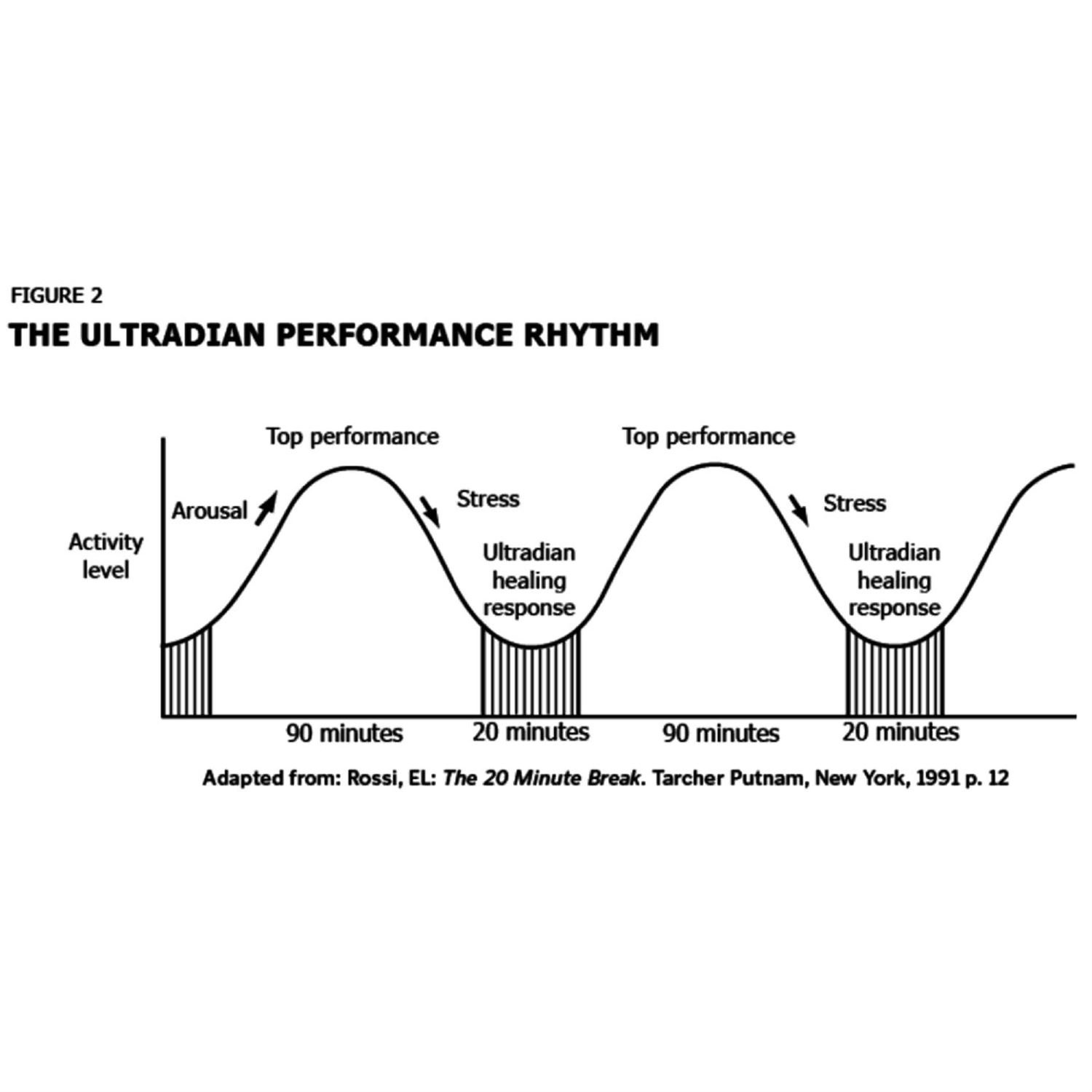 Ultradian Rhythm