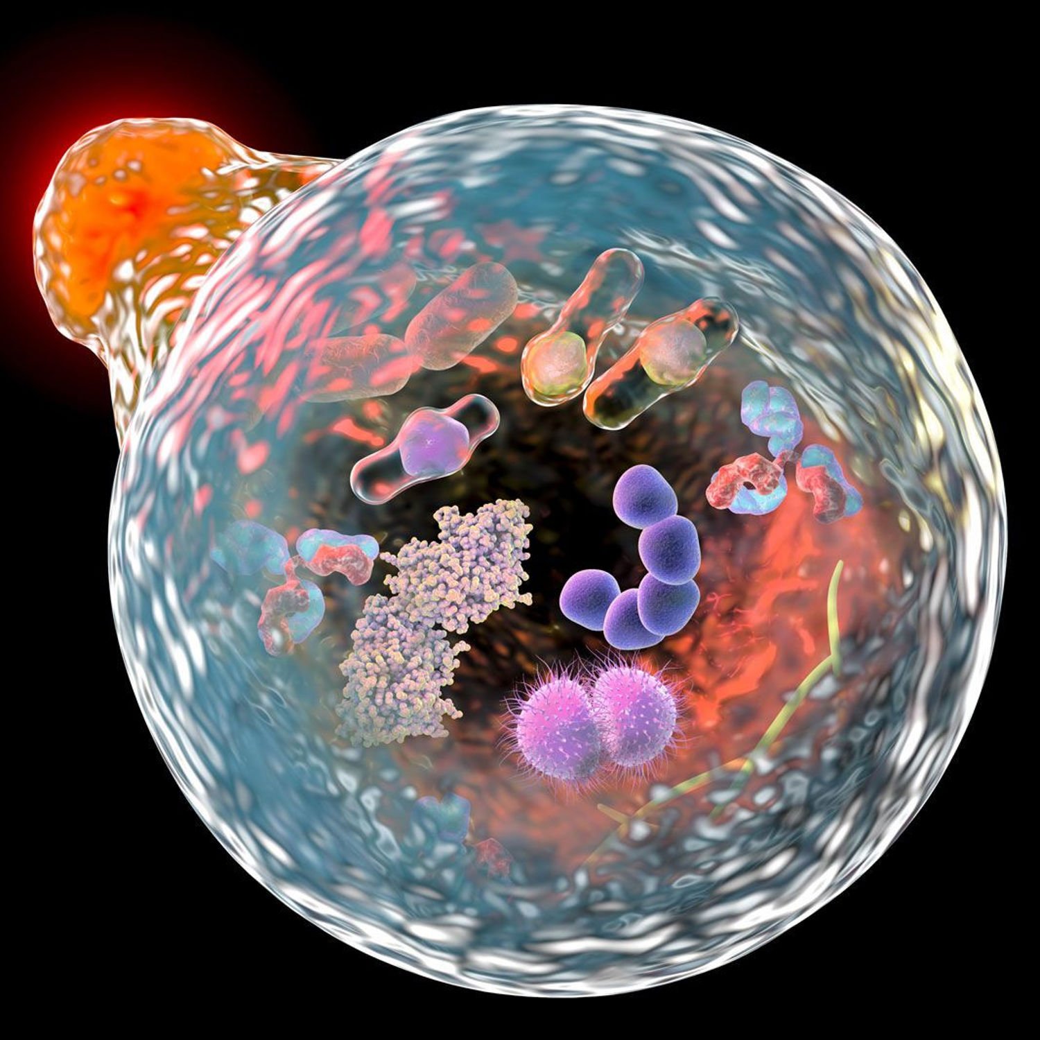 Autophagy